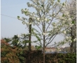 Calvert_d